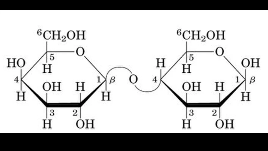 Görsel, sütün temel disakkariti olan Laktoz molekülünün beta anomerik formunu göstermektedir. Bileşenler: Sol tarafta bir molekül D-Galaktoz, sağ tarafta ise bir molekül D-Glikoz yer almaktadır. Bağ Yapısı: İki şeker birimi, Galaktoz'un 1. karbonu ile Glikoz'un 4. karbonu arasında kurulan beta-1,4-glikosidik bağ ile birbirine bağlanmıştır. beta Formunun Önemi: Glikoz birimindeki anomerik merkezin (C1) hidroksil grubu (OH), halkanın düzlemiyle aynı yönde (yukarı) baktığı için bu yapı "Beta Formu" olarak adlandırılır. Laktaz enzimi, tam olarak bu spesifik geometrik konfigürasyonu tanıyarak bağı koparmak üzere evrimleşmiştir.   Görsel Kaynağı: "Lactose beta form" Yazar: Shaishyy / Lisans: CC BY-SA 4.0  Wikimedia Commons
