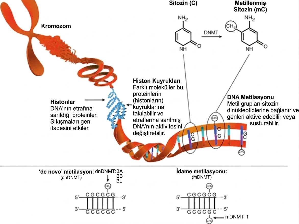 Laktaz intoleransı olan bireylerde, bebeklik sonrası LCT geni tam olarak bu görseldeki gibi mühürlenerek kütüphanenin erişilemez bir rafına kaldırılır.
